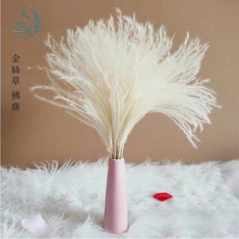 永生拂塵 (金絲草)