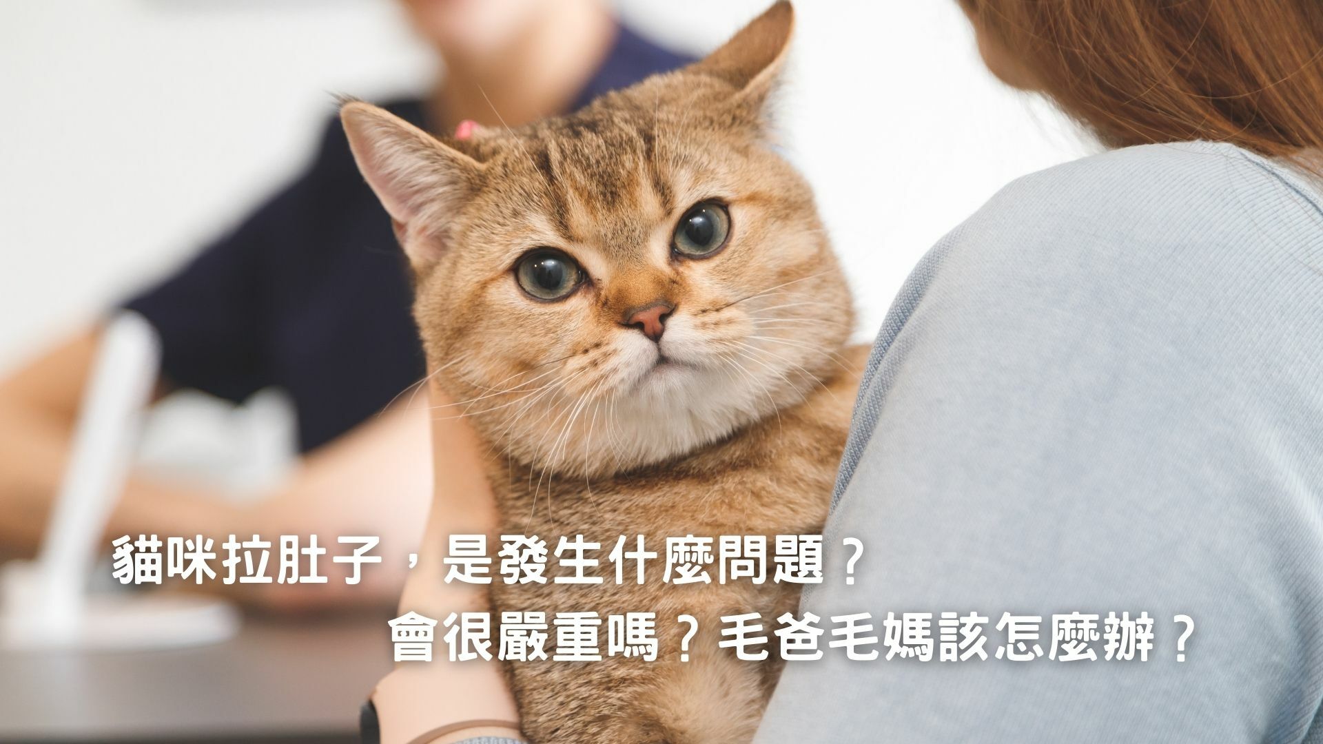 貓咪拉肚子但精神很好是怎麼回事？一篇文章破解貓拉肚子疑難雜症