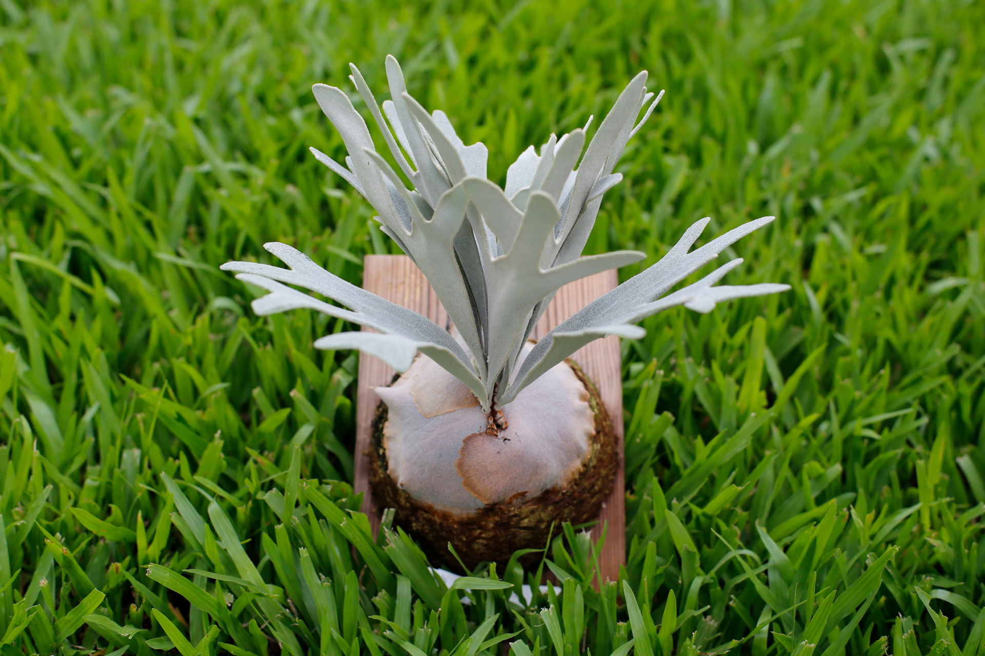 P.Unicorn ユニコーン　晴花鹿苑からの株分けOC 子株 P.Unicorn ユニコーン 晴花鹿苑からの株分けOC 子株 晴花鹿苑招牌