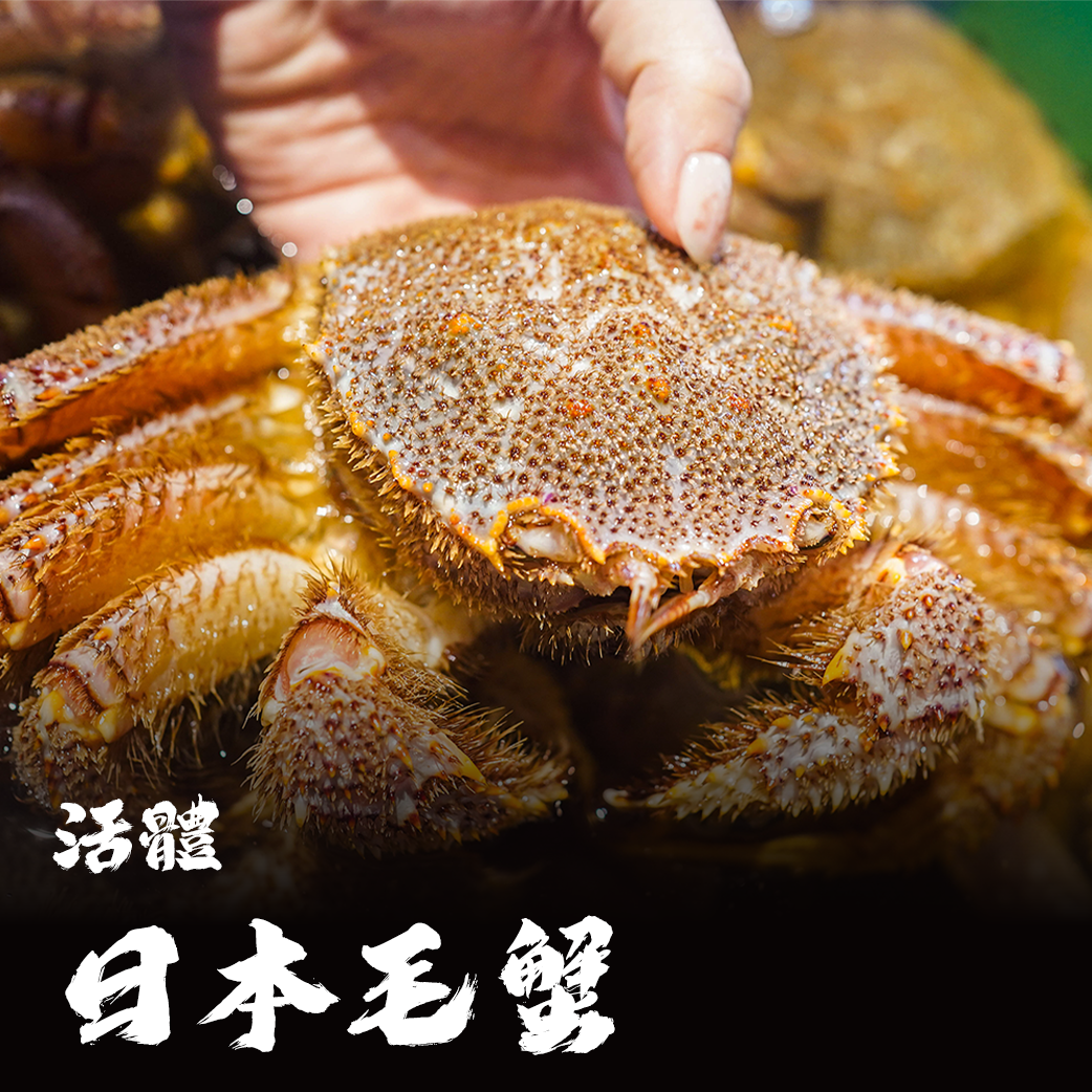 【活體】日本毛蟹 ⚠️冷藏寄送，請與冷凍商品分開下單⚠️