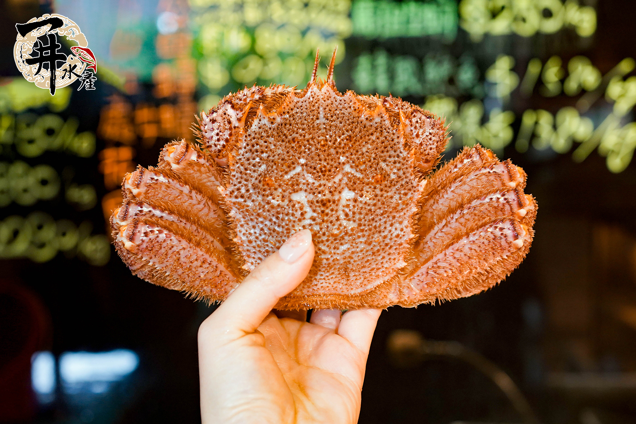 【活體】日本毛蟹 ⚠️冷藏寄送，請與冷凍商品分開下單⚠️