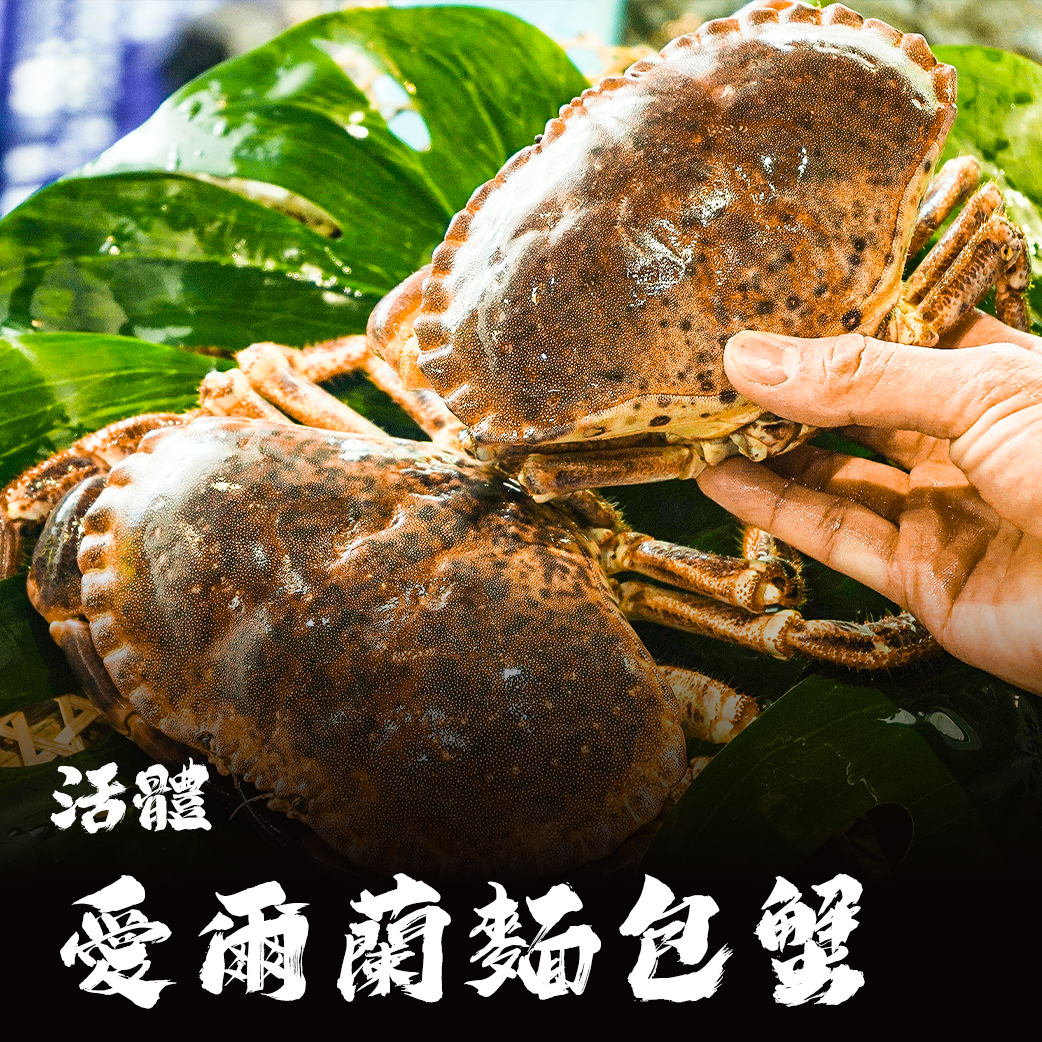 【活體】愛爾蘭麵包蟹 ⚠️冷藏寄送，請與冷凍商品分開下單⚠️