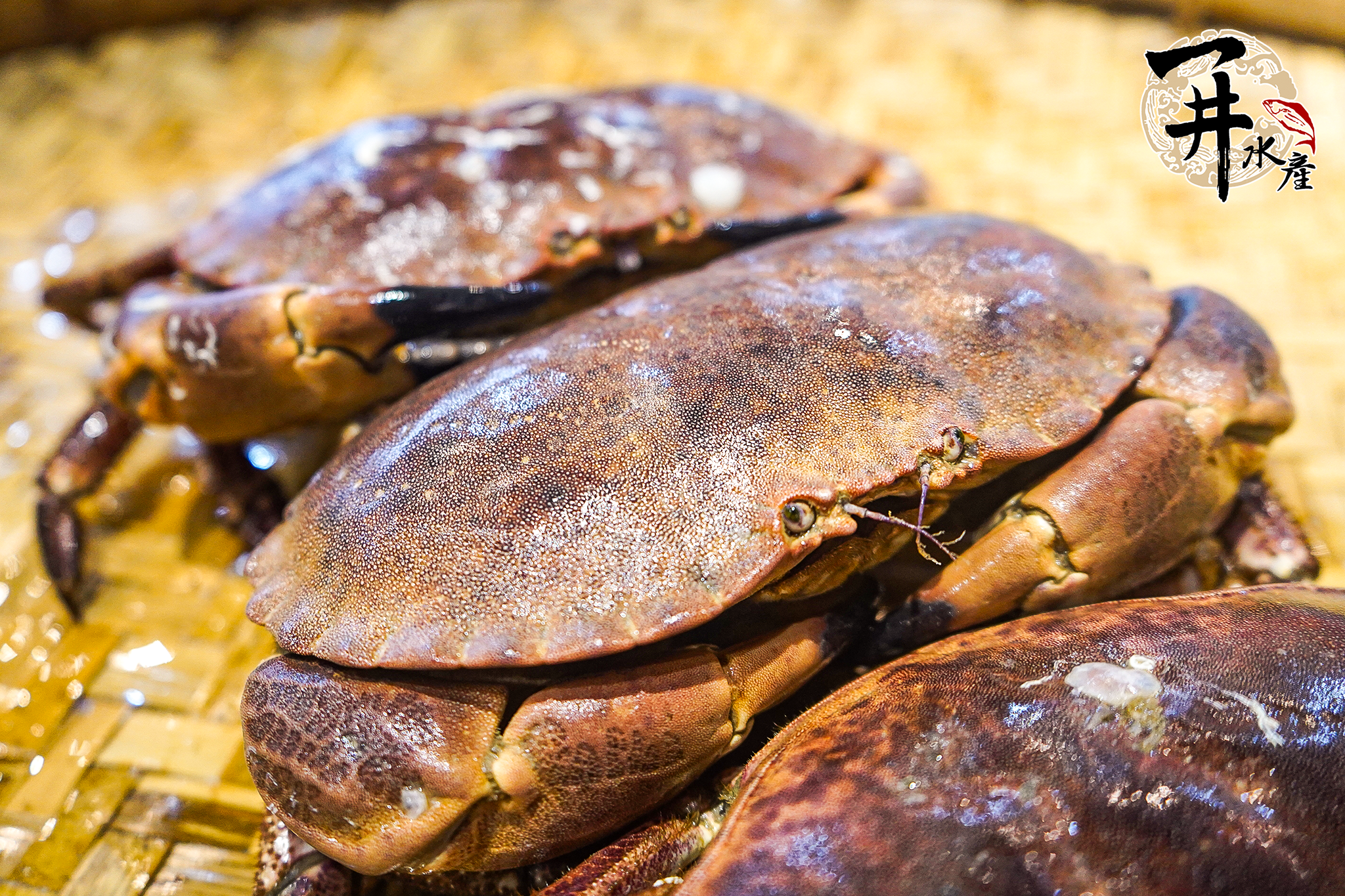 【活體】愛爾蘭麵包蟹 ⚠️冷藏寄送，請與冷凍商品分開下單⚠️