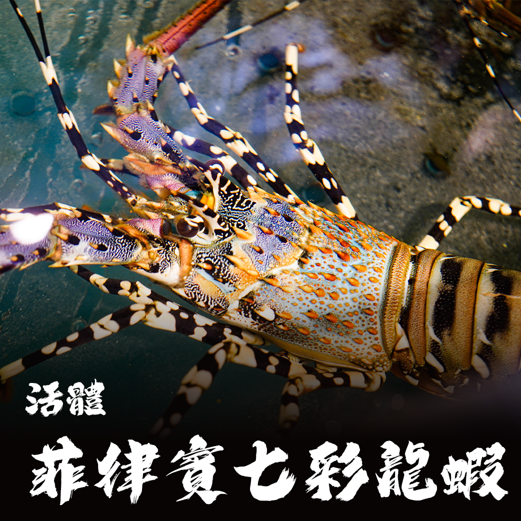 【活體】菲律賓 七彩龍蝦 ⚠️冷藏寄送，請與冷凍商品分開下單⚠️