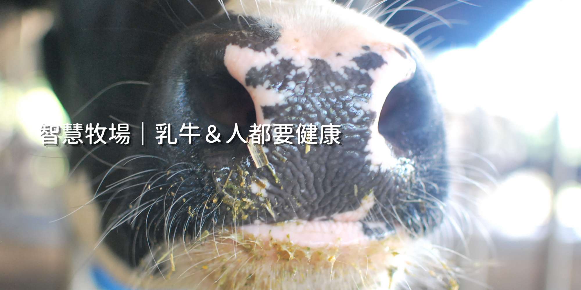 吉蒸牧場的乳牛近距離照片