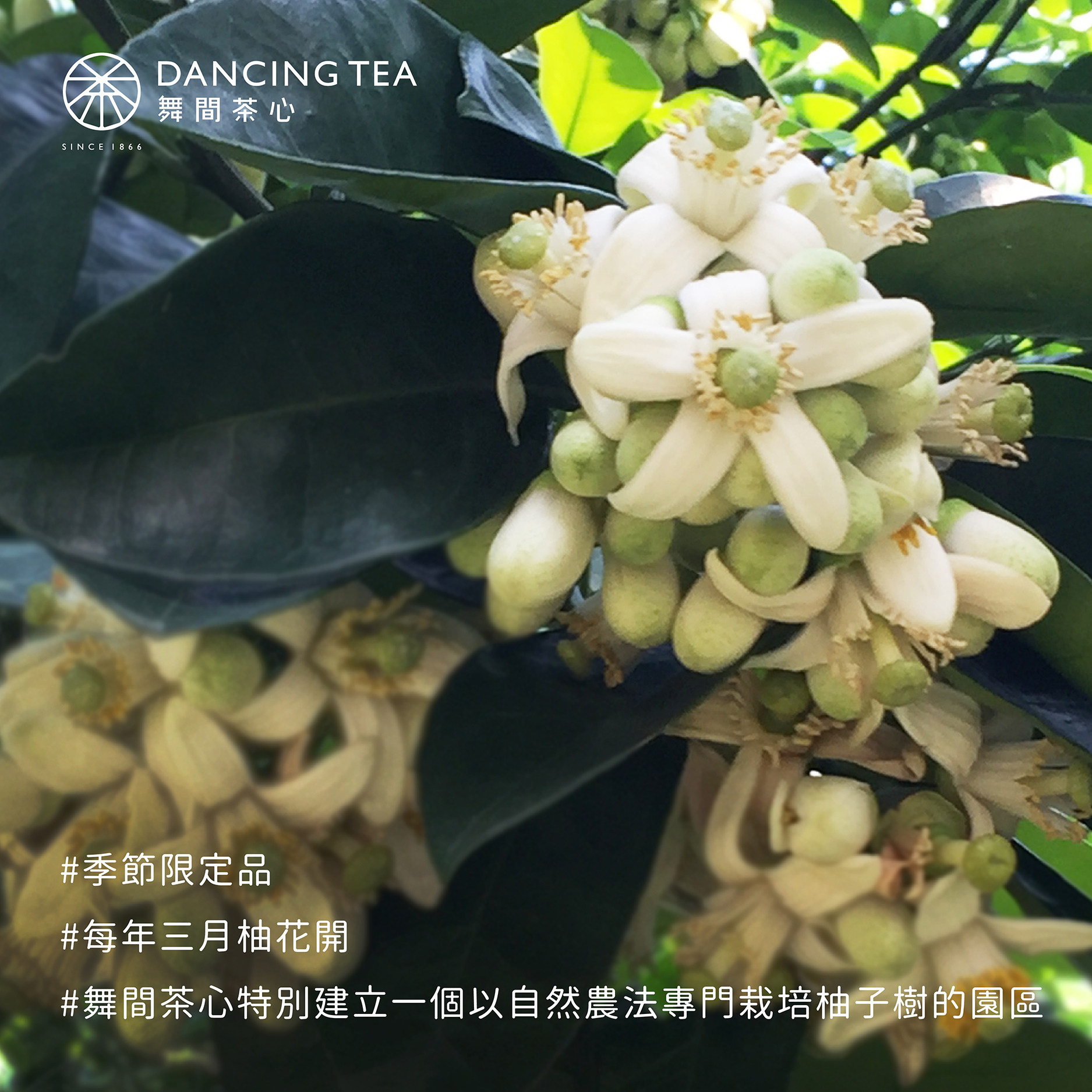 柚香蜜茶-原片立體茶包6入(獨立包)