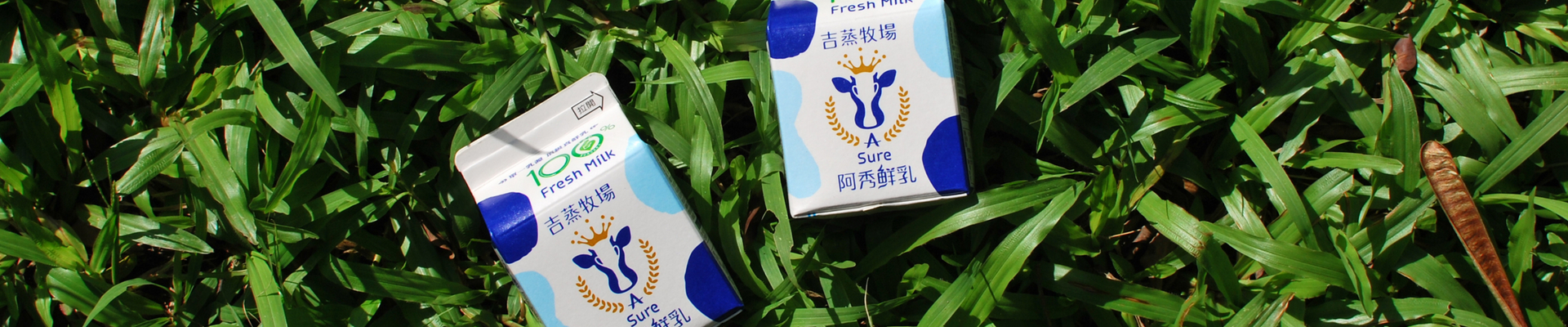兩瓶吉蒸牧場阿秀鮮乳，擺放在綠色的草皮上。