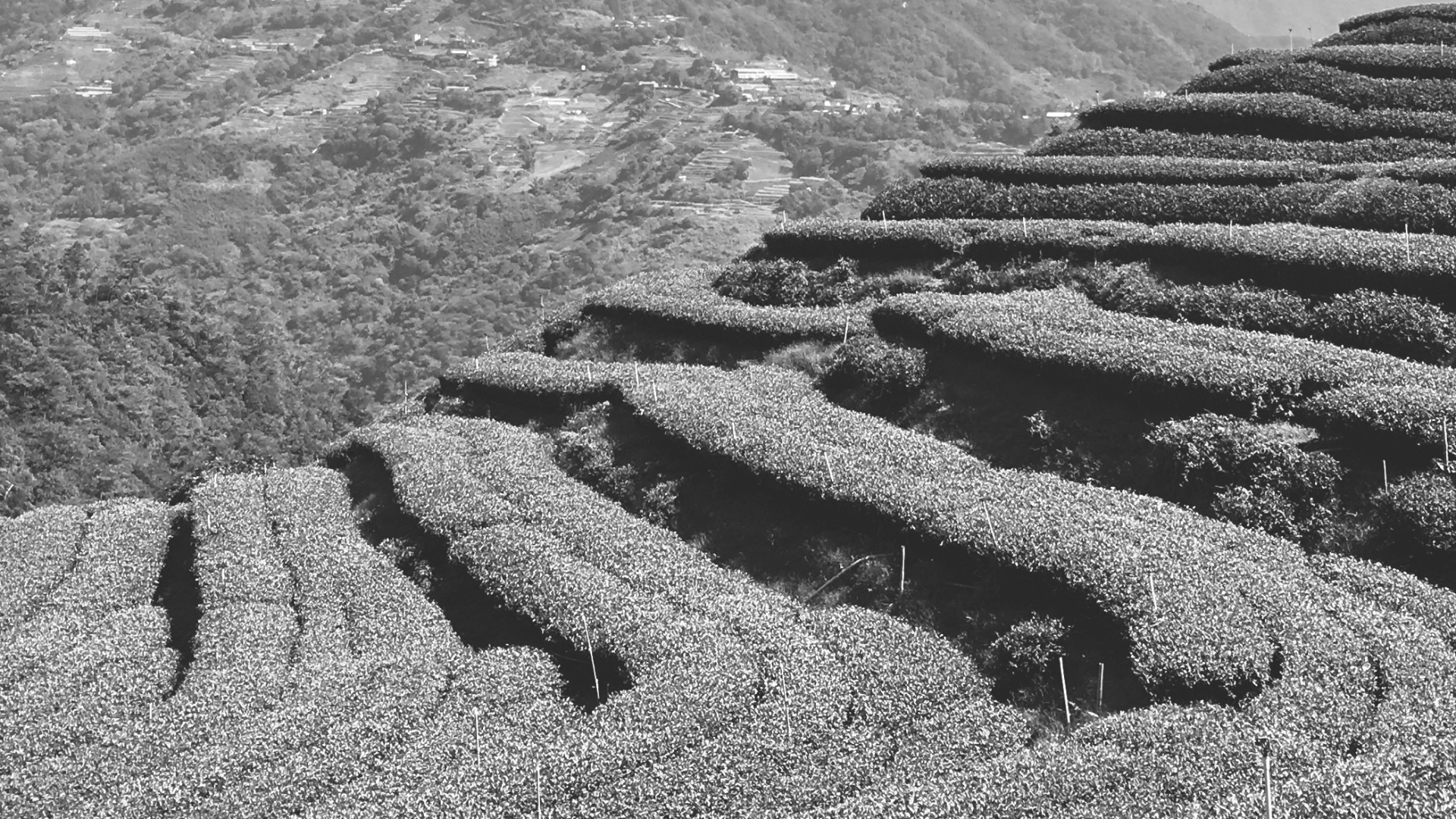 六大茶類,台灣茶,烏龍茶,茶葉,茶園