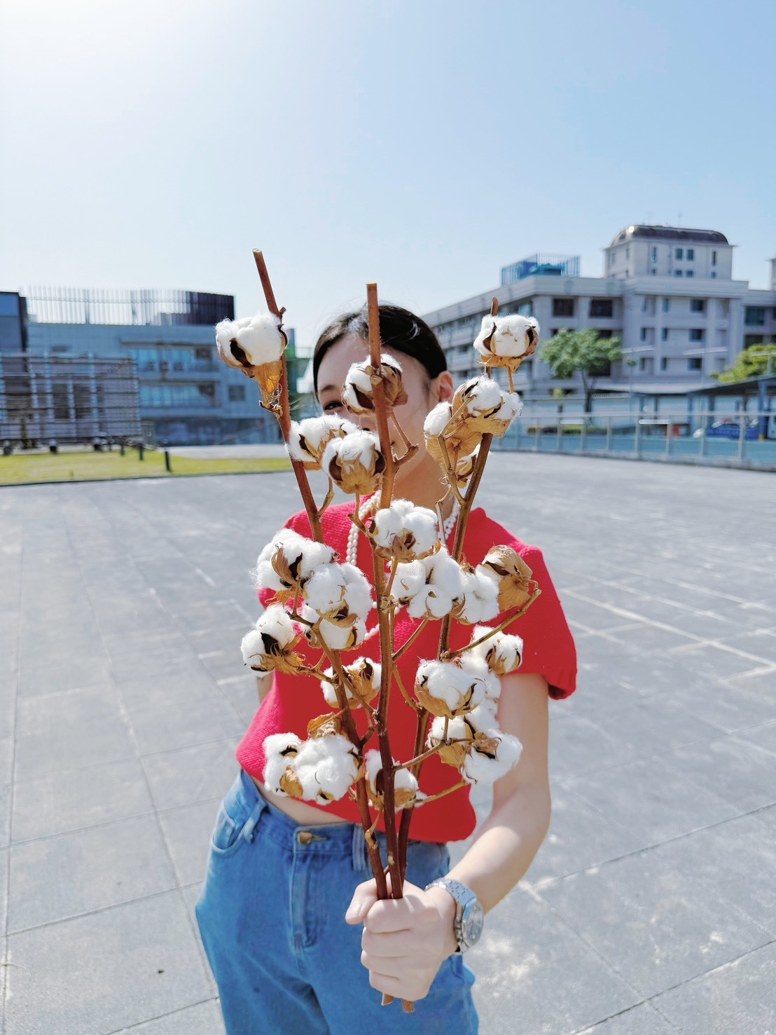 乾燥棉花 (以色列)