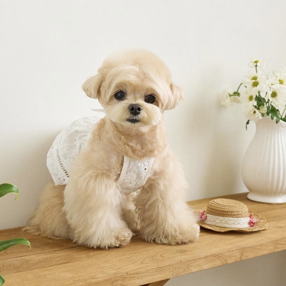 Love野餐繡花裙-白 Picnic Love Bustier (PunchingWhite)- It’s sunny outside