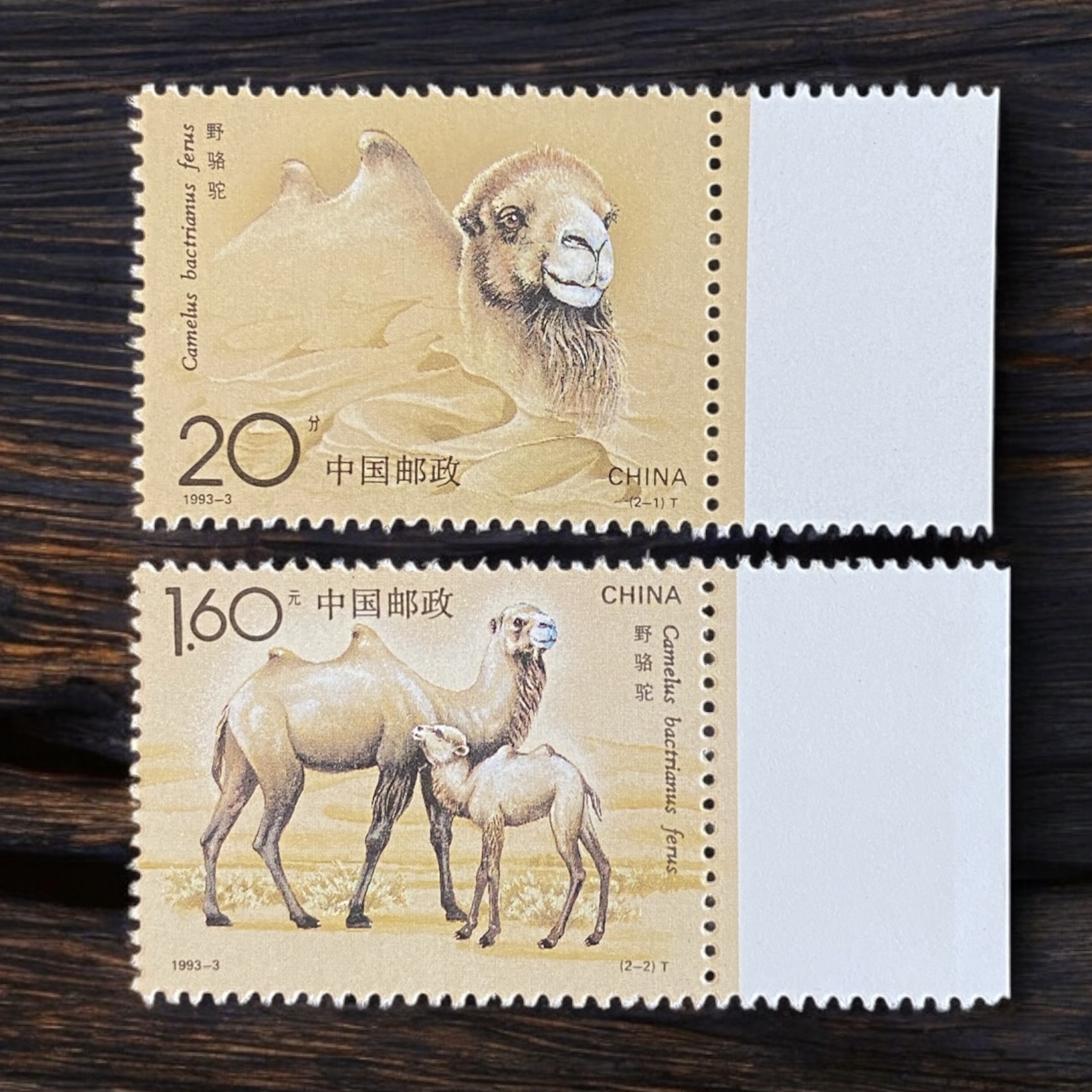1993-3 China Stamps, Wild Camels