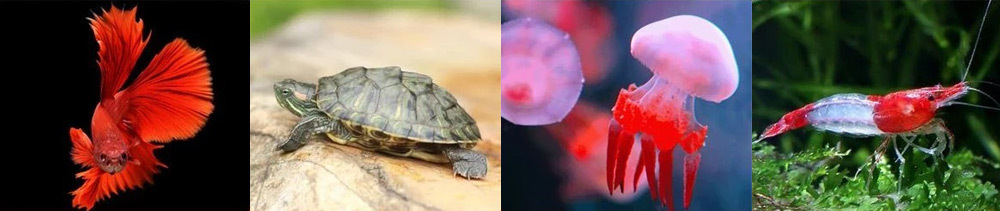 積木魚缸不僅適合小型魚、鬥魚、孔雀魚等，也可作為角蛙缸或昆蟲箱使用，滿足多元飼養需求