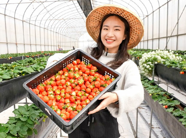 台塑楊梅農場有機草莓溫室