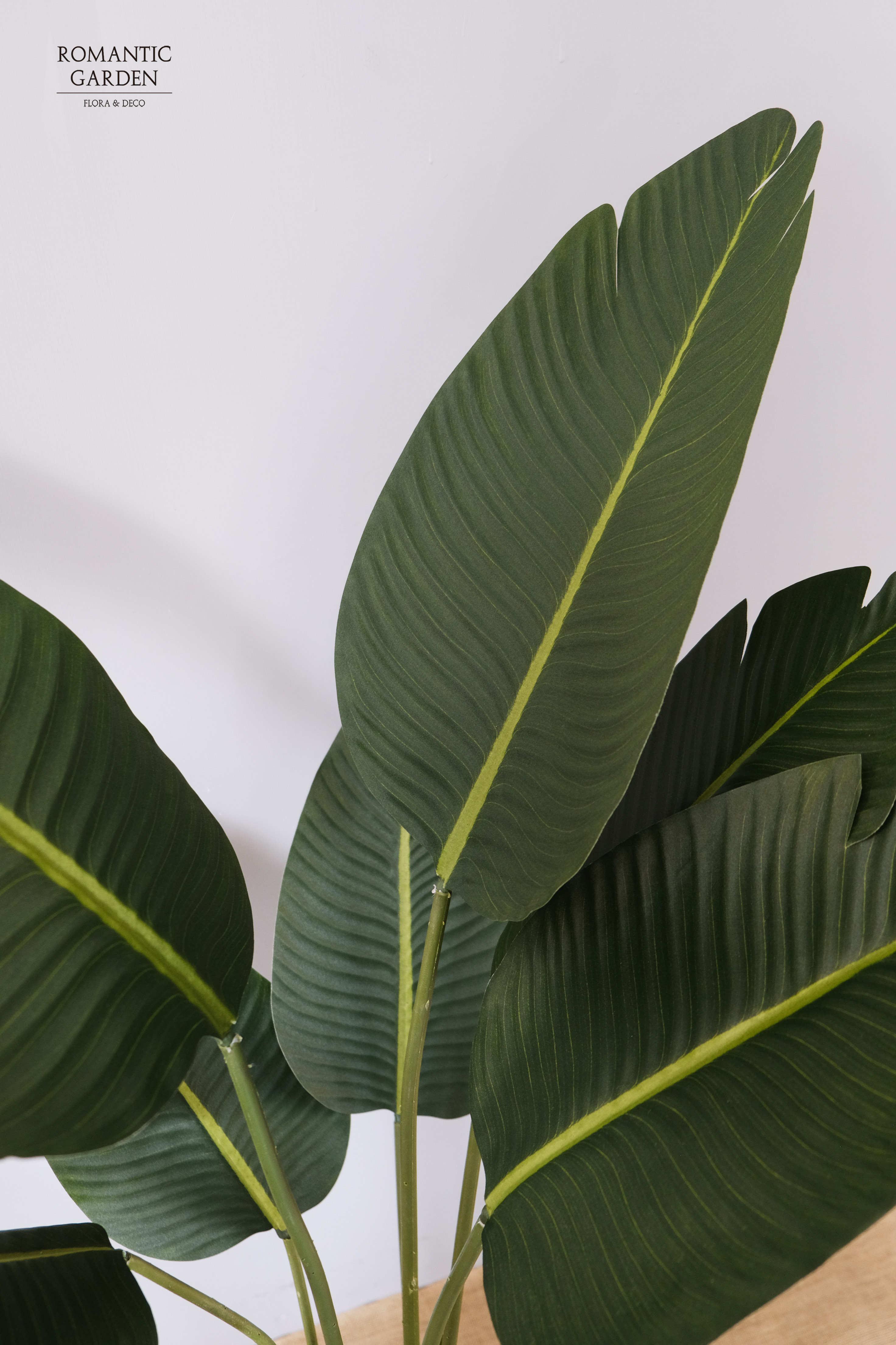 厚葉旅人蕉盆栽/120、150、180CM