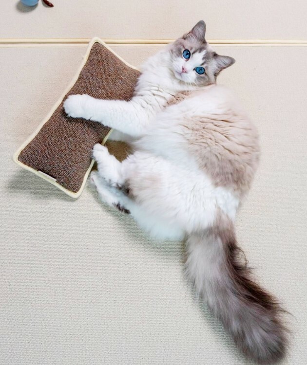 貓抓踢踢包．中尺寸┃共四色