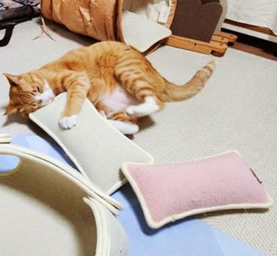 貓抓踢踢包．中尺寸┃共四色