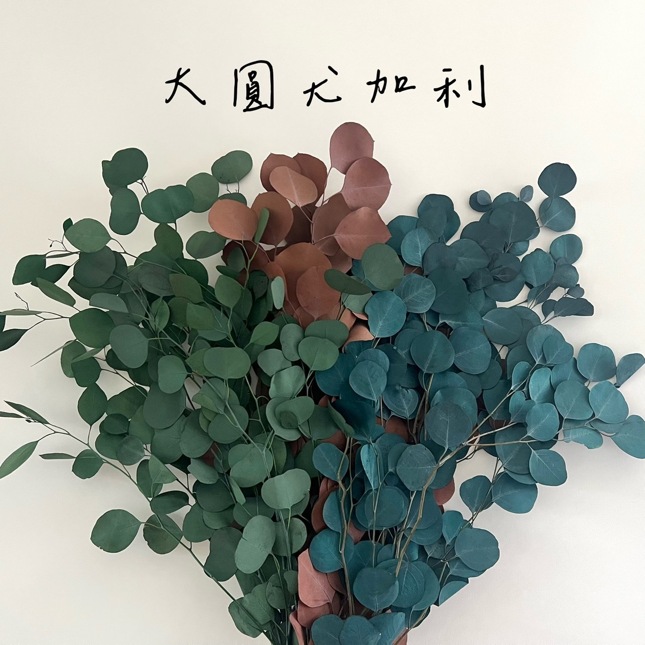 不凋尤加利葉-大圓葉