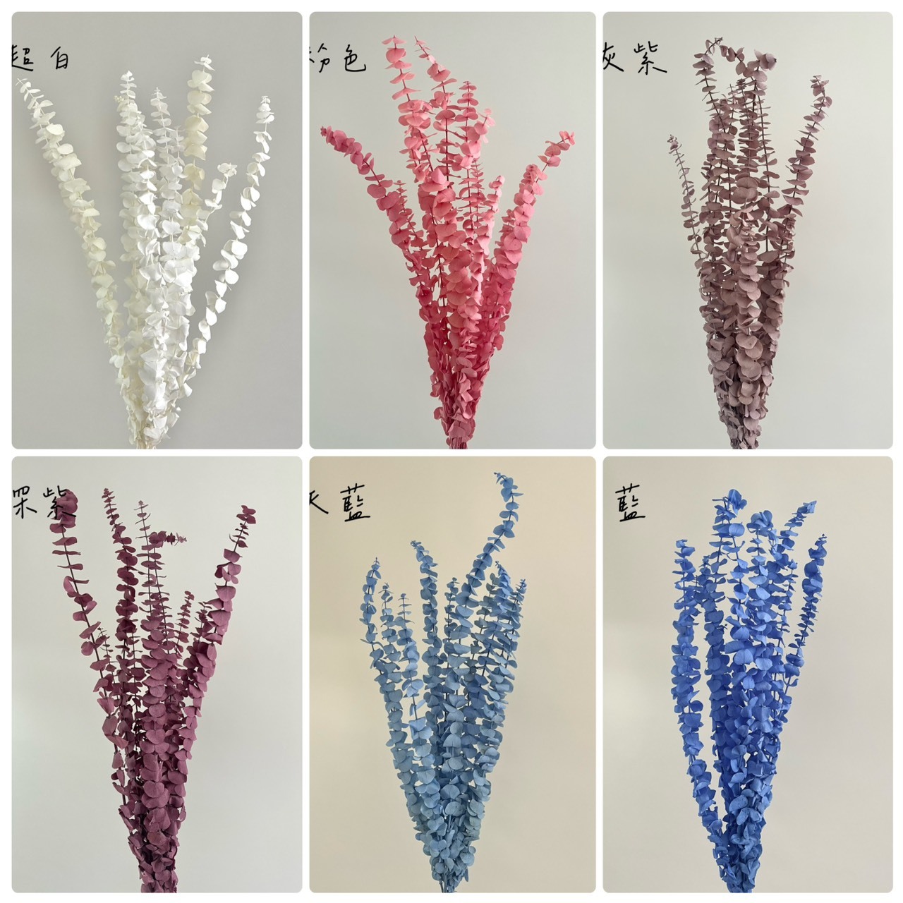 不凋寶貝尤加利葉-特殊色
