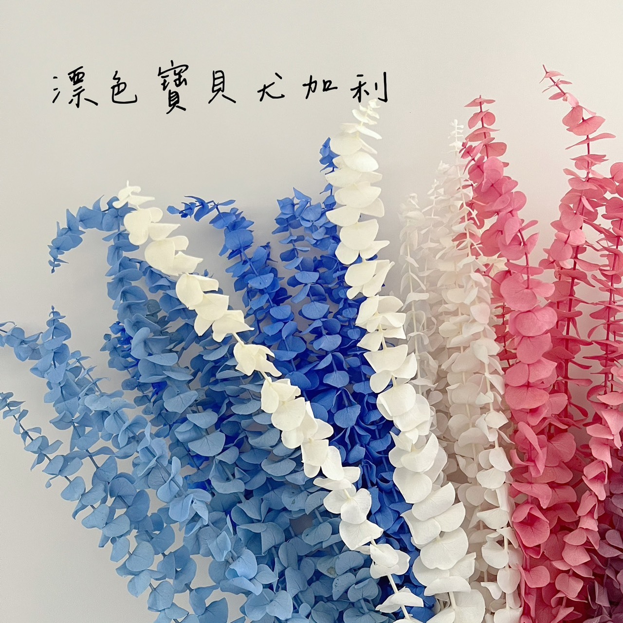 不凋寶貝尤加利葉-特殊色