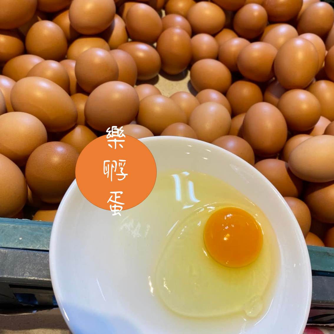 (團購)樂孵蛋(02/03到貨)