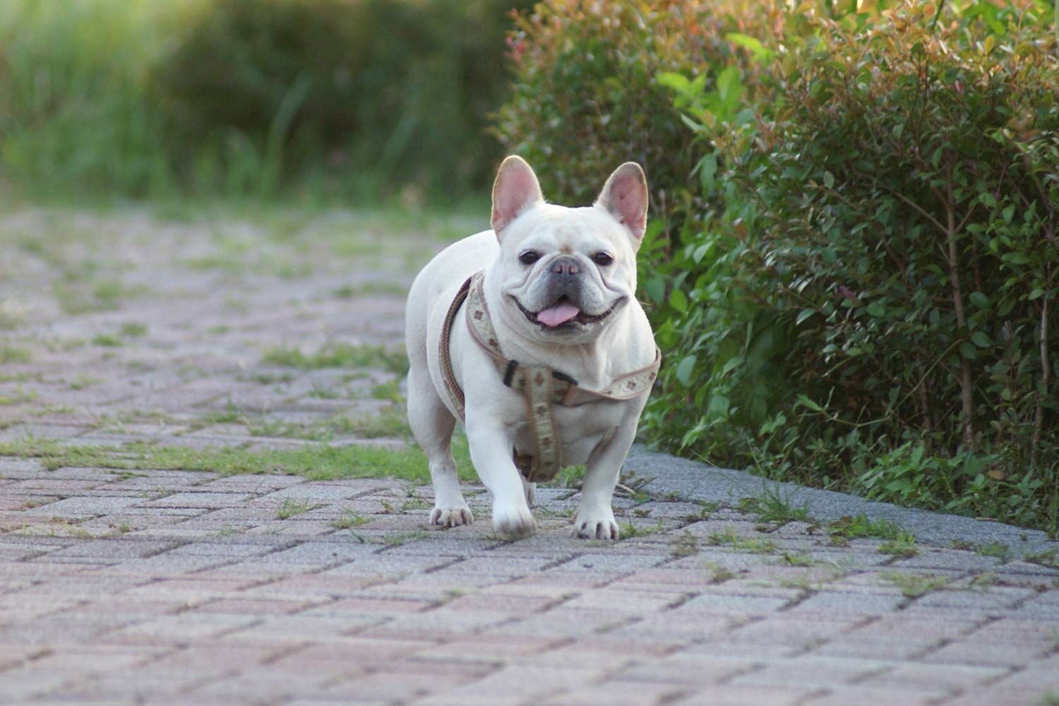 法國鬥牛犬