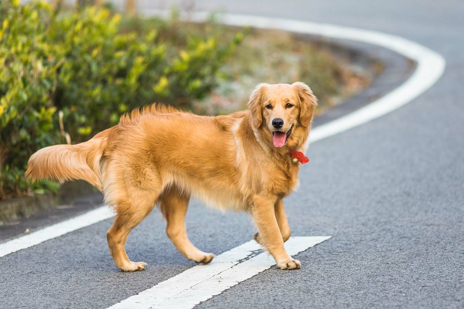 黃金獵犬