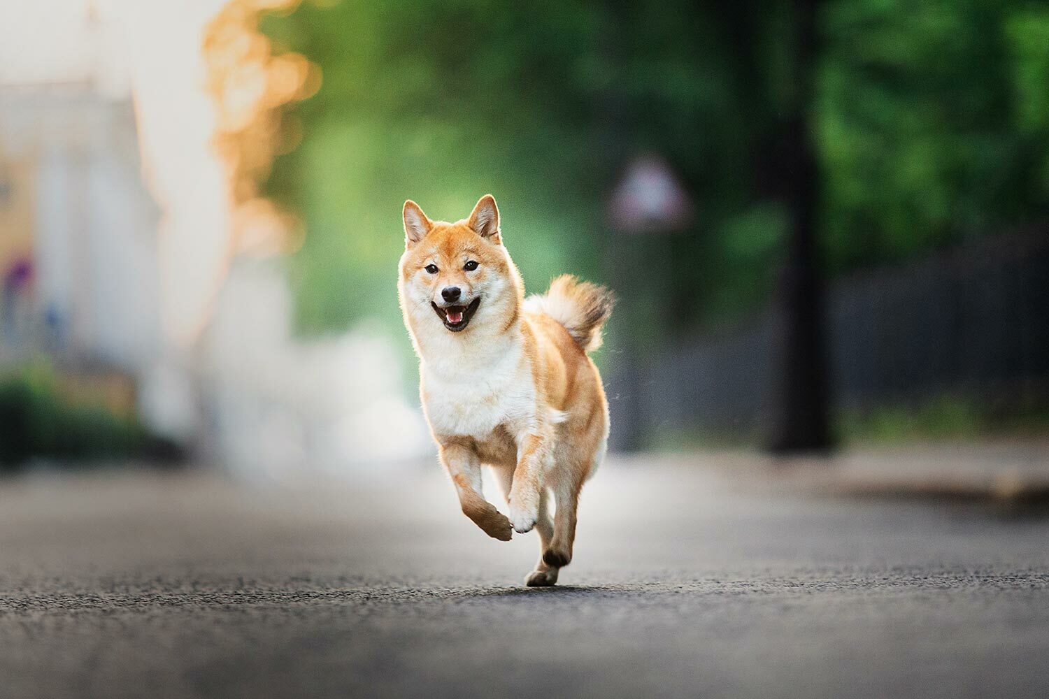 柴犬
