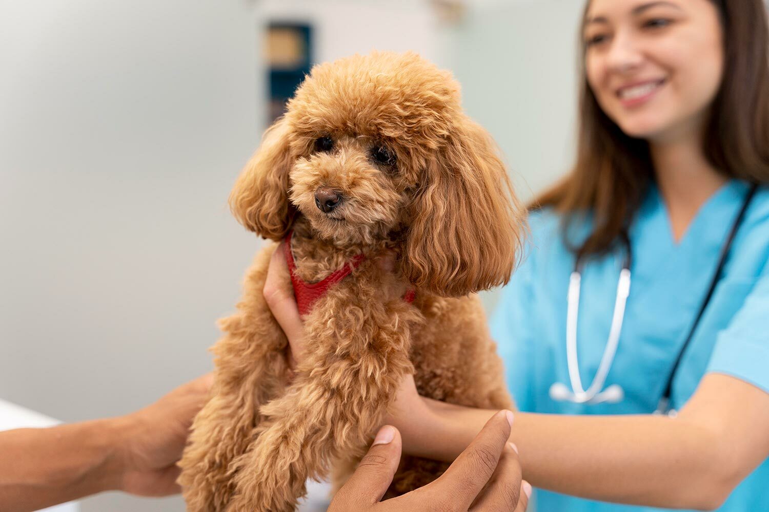 小型犬心血管保健