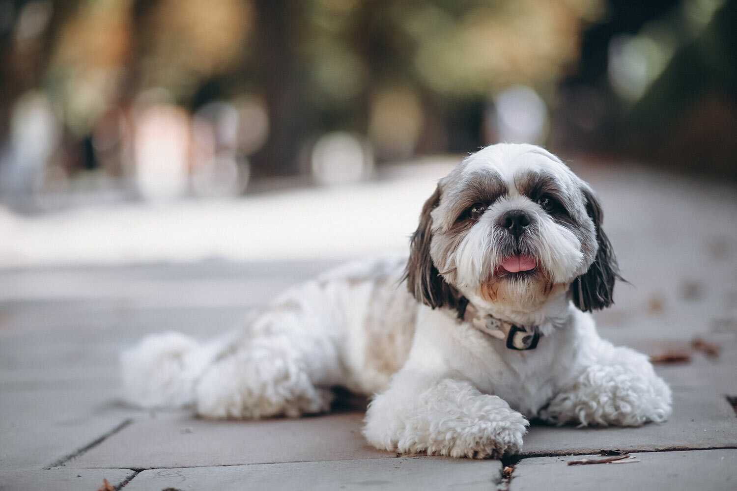 小型犬心血管保健