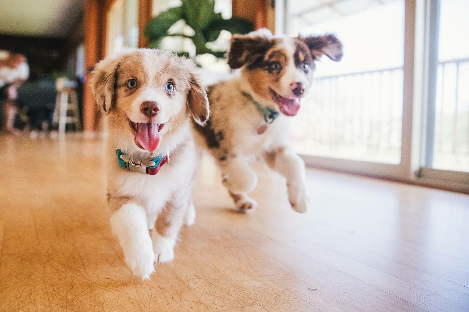 小型犬心血管保健