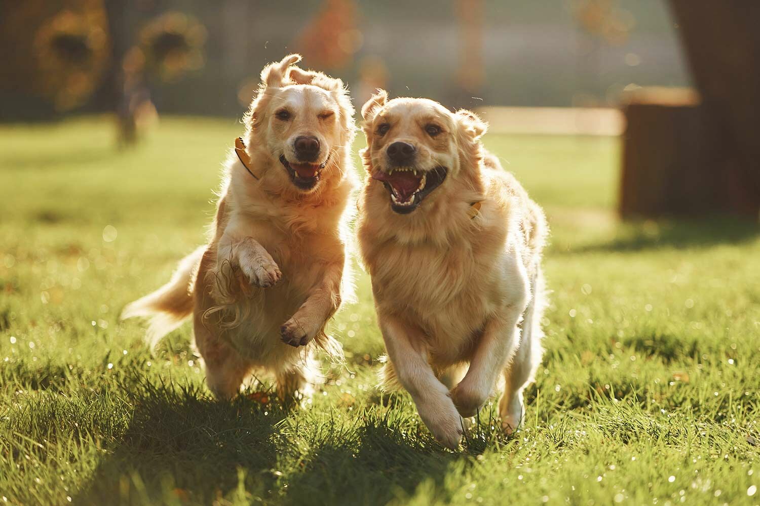 黃金獵犬社會化