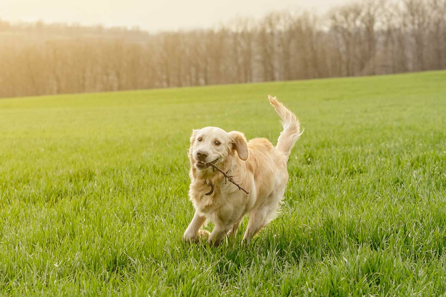 黃金獵犬運動
