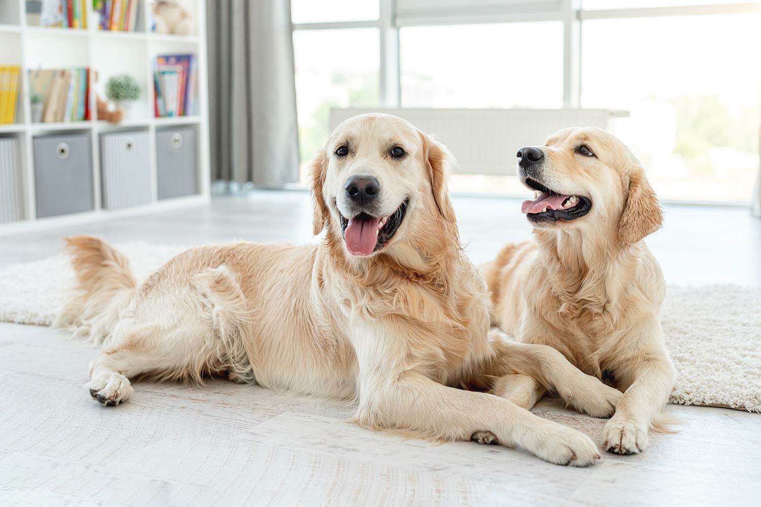 黃金獵犬