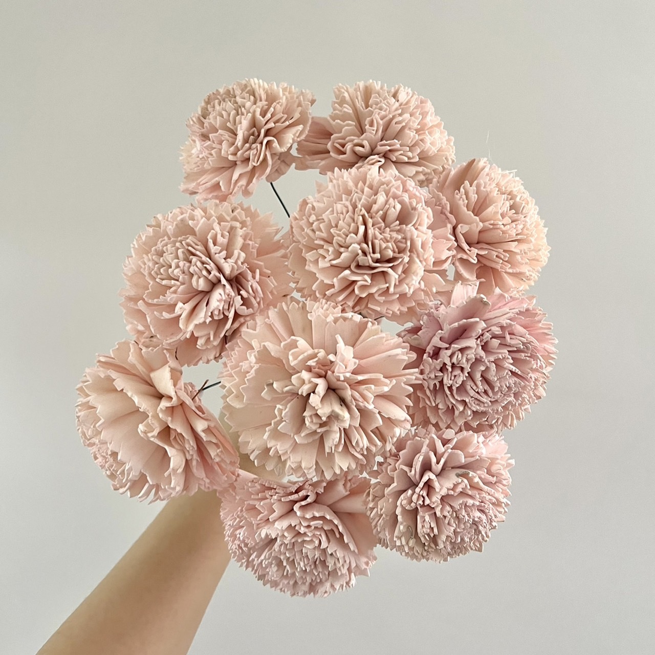 印度索拉花水染康乃馨 8CM<十支一把>