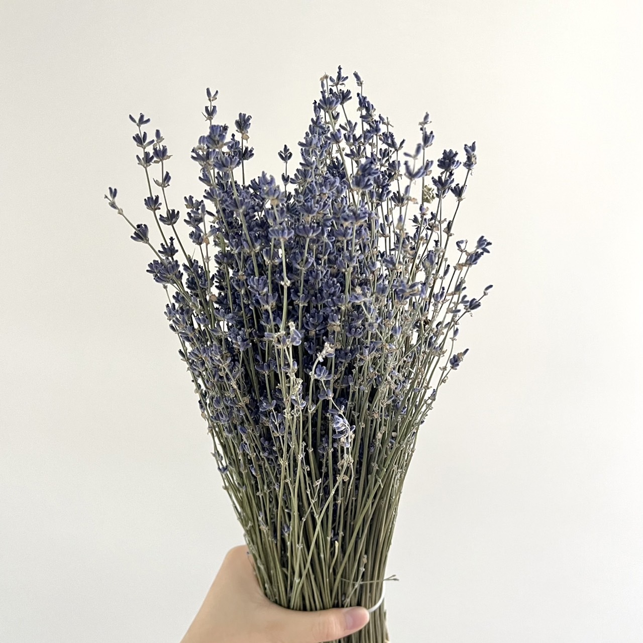 乾燥薰衣草(原裝)