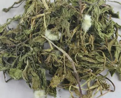 (2721)野生蒲公英 300g