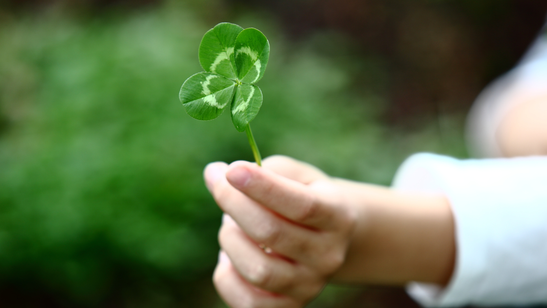 立夏,二十四節氣,養生,中藥雞湯,薑汁,幸運草,開運,