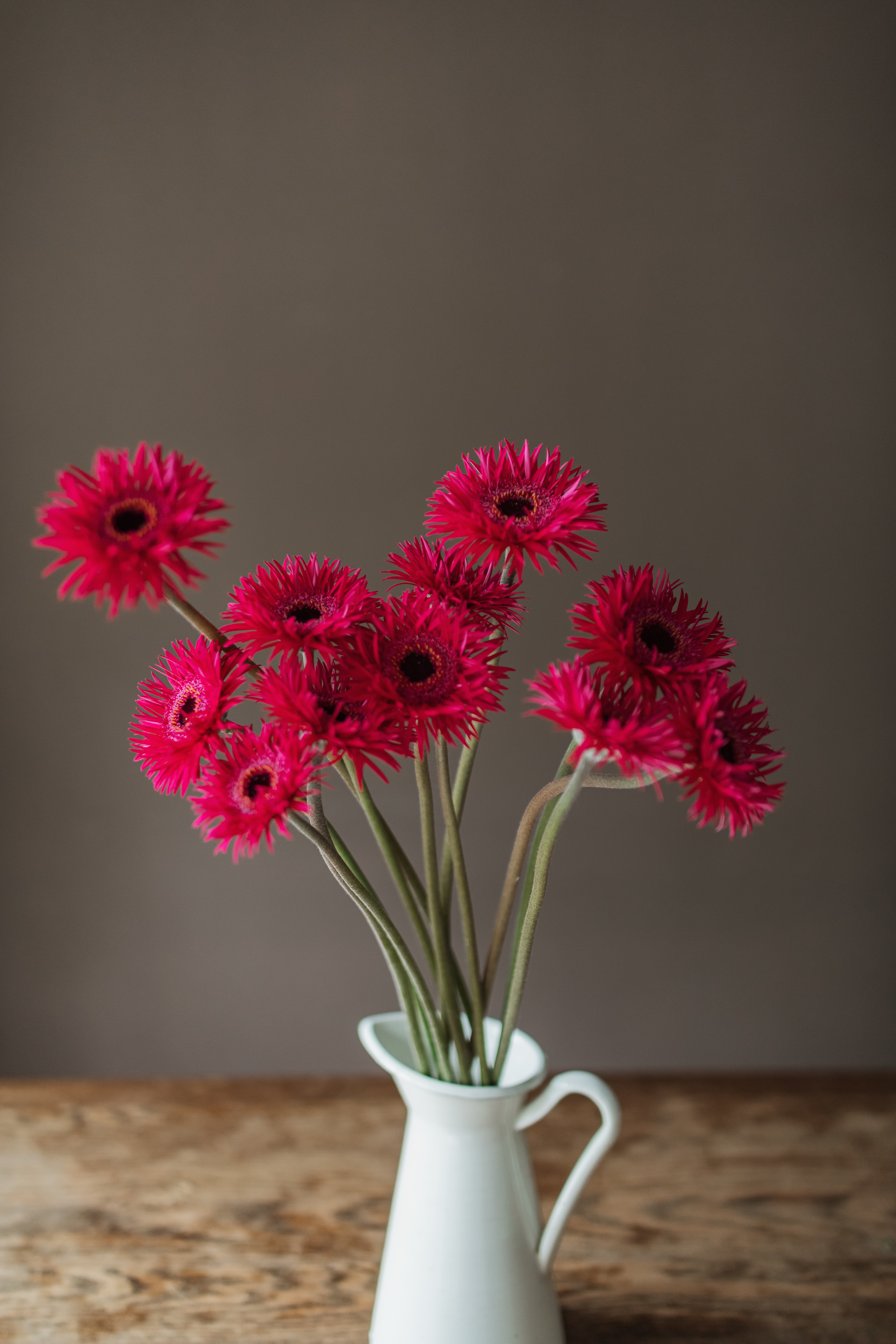 紅羽毛太陽花材