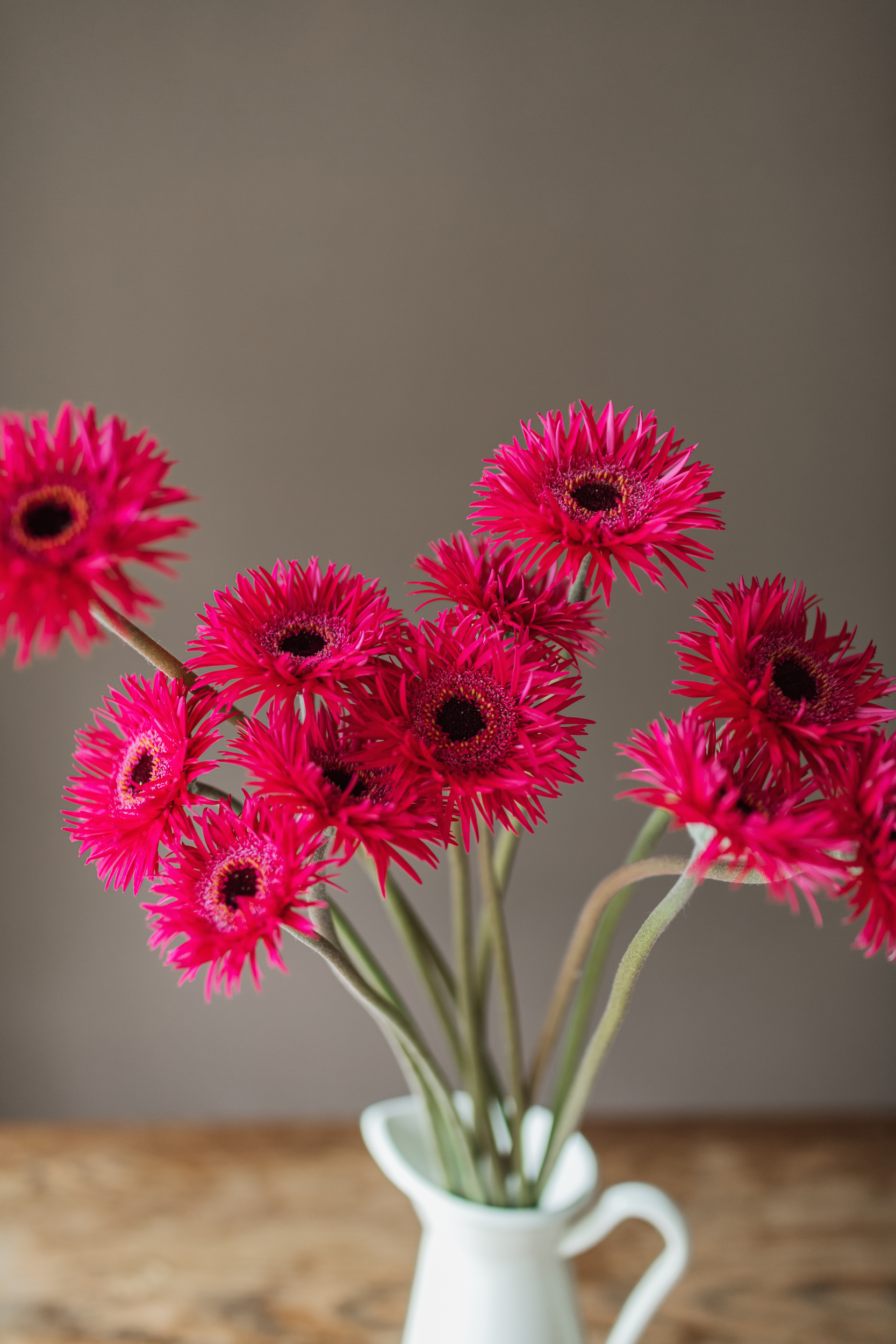 紅羽毛太陽花材