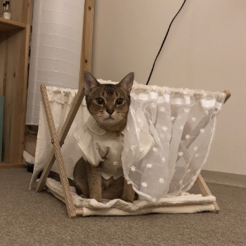 gottagohome．躲貓貓盒┃蕾絲款