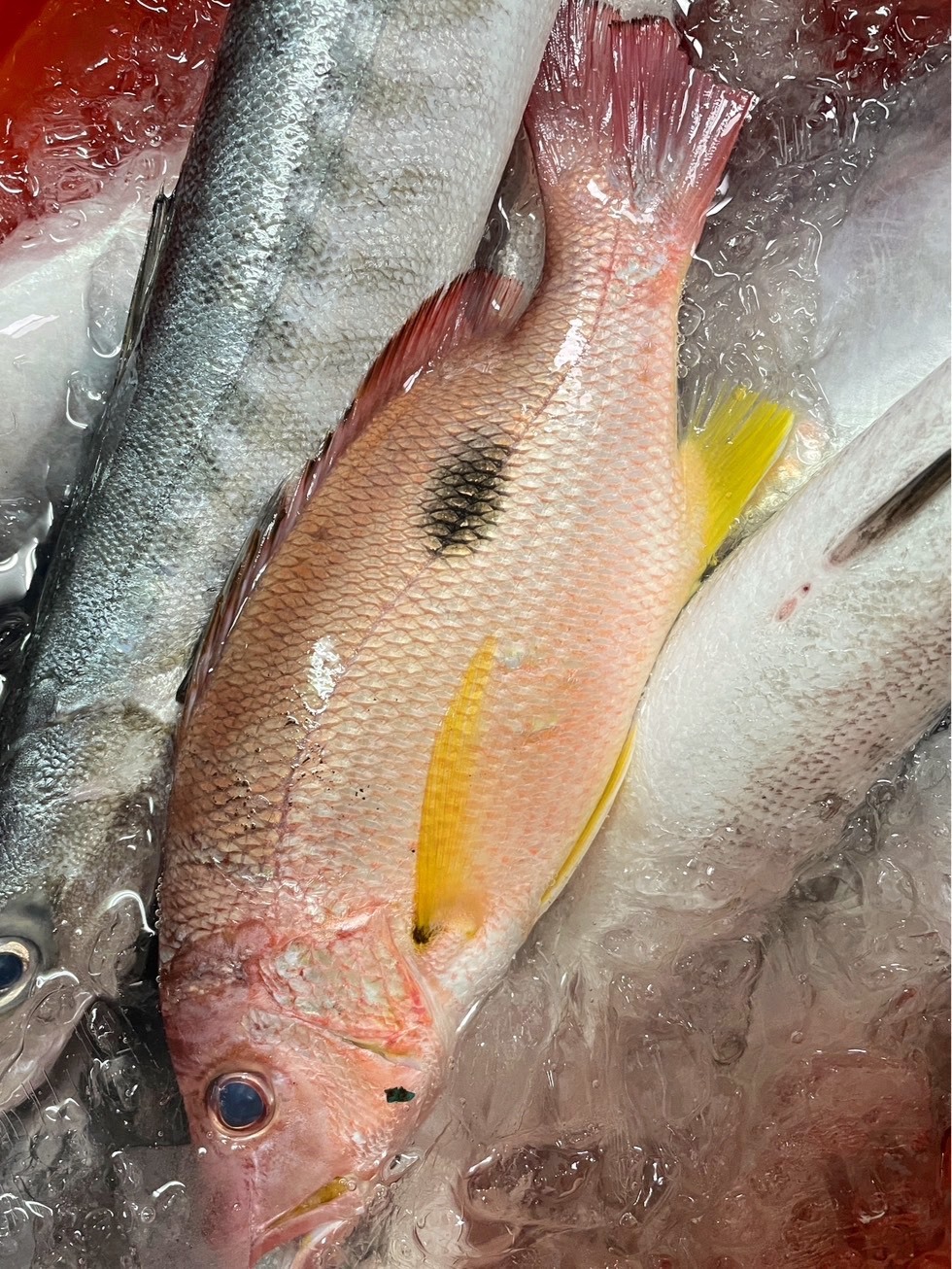 【赤筆仔】已三去