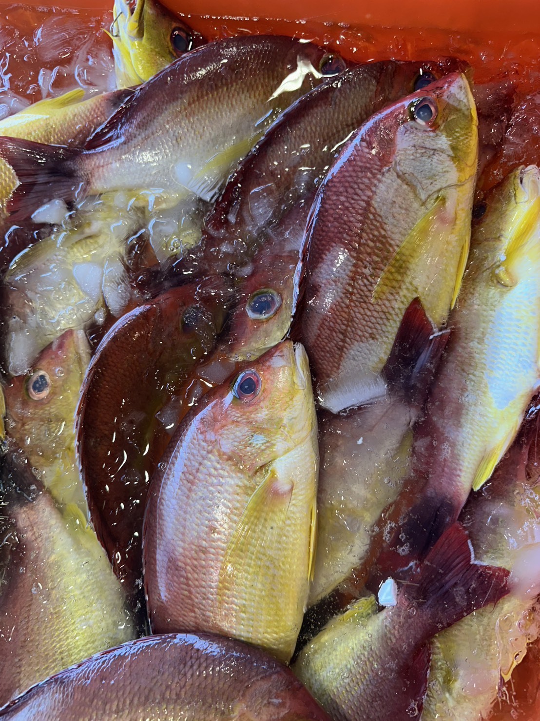 【赤筆仔】已三去