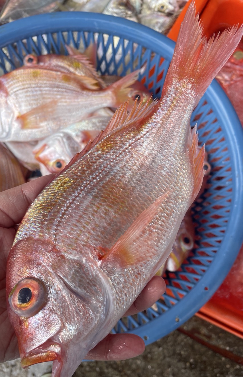 【赤鯮】已三去