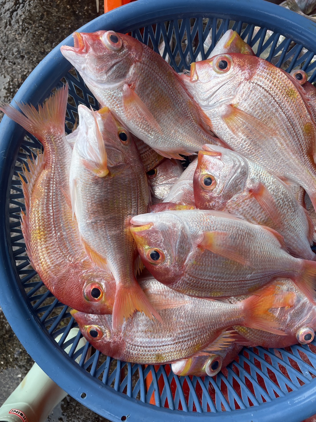 【赤鯮】已三去