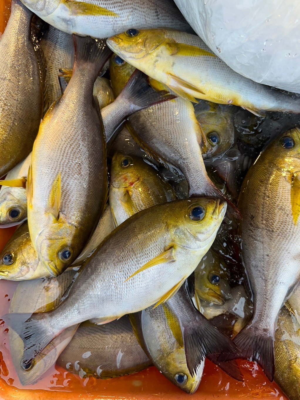 【黃雞魚】已三去