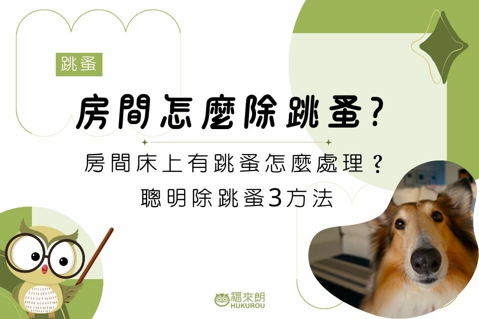 房間怎麼除跳蚤？房間床上有跳蚤怎麼處理？聰明除跳蚤3方法