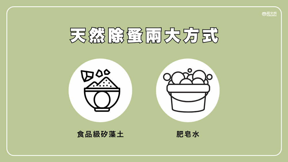 天然除蚤方法：矽藻土除蚤、肥皂水照光誘捕跳蚤
