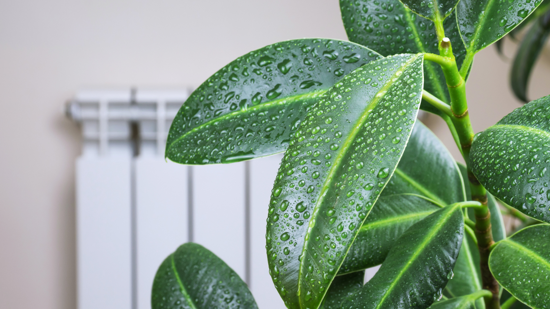 小滿,養生,二十四節氣,開運,綠色植物,養生,中藥雞湯,雞湯,