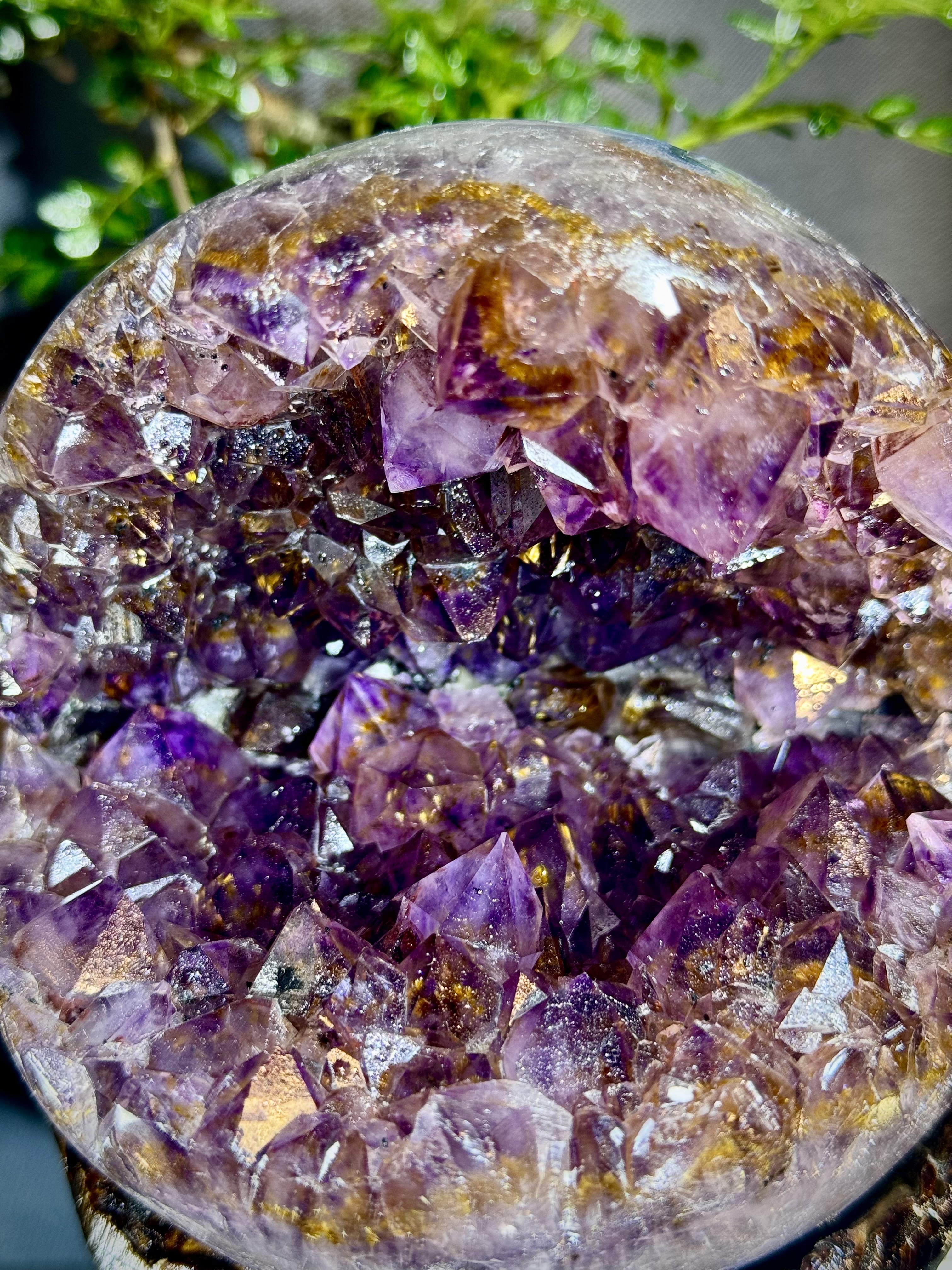 天花板紫鈦開口笑 8802