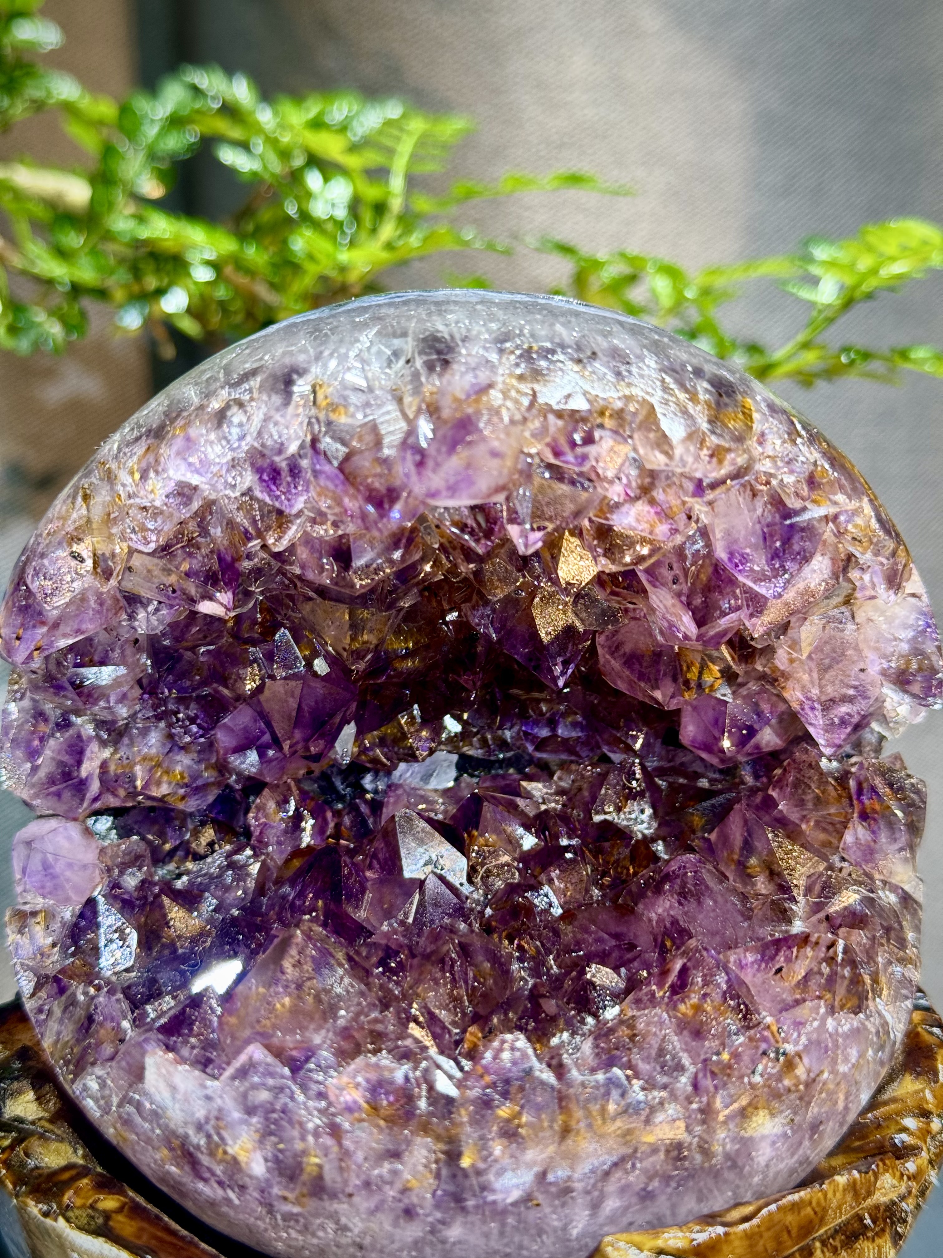 天花板紫鈦開口笑 8803